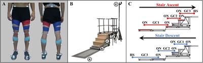 Continuous Myoelectric Prediction of Future Ankle Angle and Moment Across Ambulation Conditions and Their Transitions